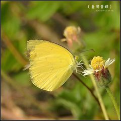 Eurema blanda arsakia