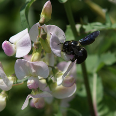 Xylocopa