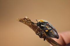 Julodis gariepina damarina