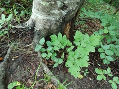 Actaea spicata