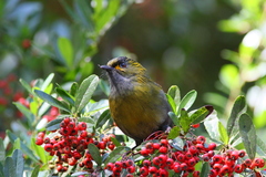 Liocichla steerii