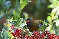 Liocichla steerii