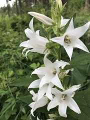 Campanula latifolia