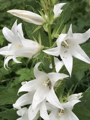 Campanula latifolia