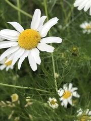 Tripleurospermum inodorum