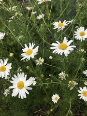 Tripleurospermum inodorum