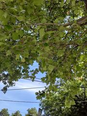 Platanus × hispanica