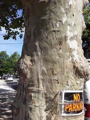 Platanus × hispanica
