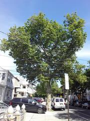 Platanus × hispanica
