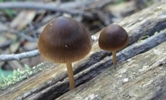 Mycena nargan