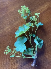 Alchemilla glomerulans