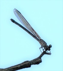 Euphaea decorata