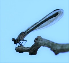 Euphaea decorata