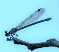 Euphaea decorata