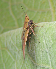 Phytometra viridaria