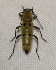 Chlorophorus glabromaculatus