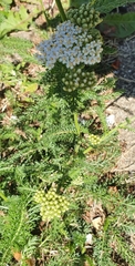 Achillea millefolium