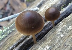Mycena nargan