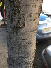 Acer rubrum