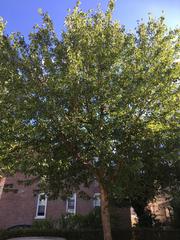 Acer rubrum
