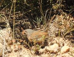 Curruca deserticola