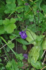 Pinguicula grandiflora