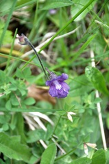 Pinguicula grandiflora