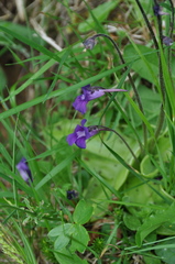 Pinguicula grandiflora