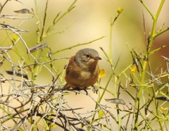 Curruca deserticola