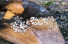 Physalacria stilboidea