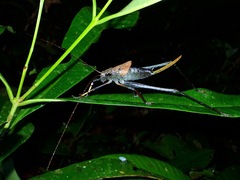 Mecopodinae