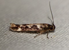 Caryocolum