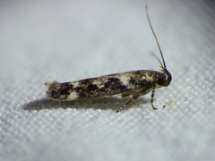 Caryocolum