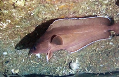 Lotella rhacina