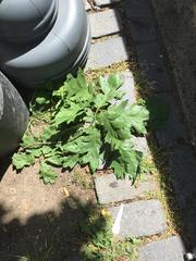 Quercus rubra