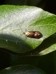 Nemophora fasciella