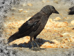 Corvus monedula