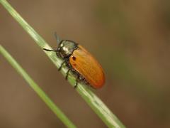 Labidostomis humeralis