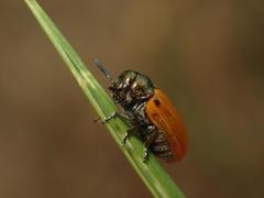 Labidostomis humeralis