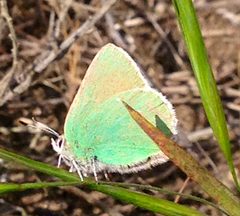 Callophrys viridis