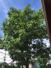 Quercus rubra