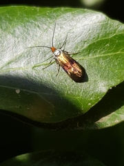 Nemophora fasciella
