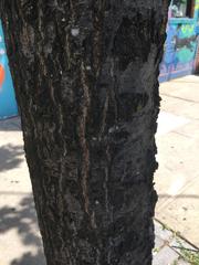 Quercus rubra