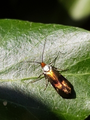 Nemophora fasciella