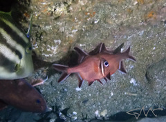 Trachichthys australis