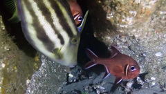 Trachichthys australis