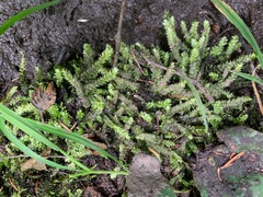 Plagiothecium denticulatum