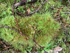 Dicranum howellii