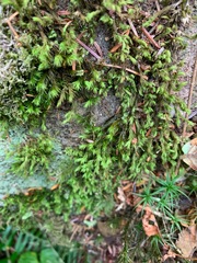 Racomitrium ryszardii