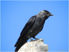 Corvus monedula